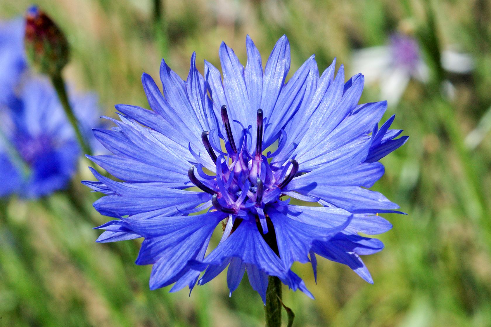 blue flower